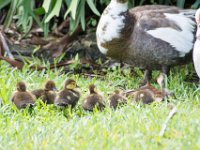 Ducks and Louie